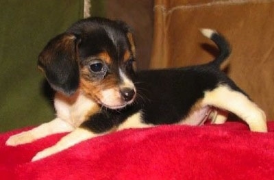 Side view - A tricolor white and black with brown Queen Elizabeth Pocket Beagle puppy is laying across a red blanket and it is looking to the right.